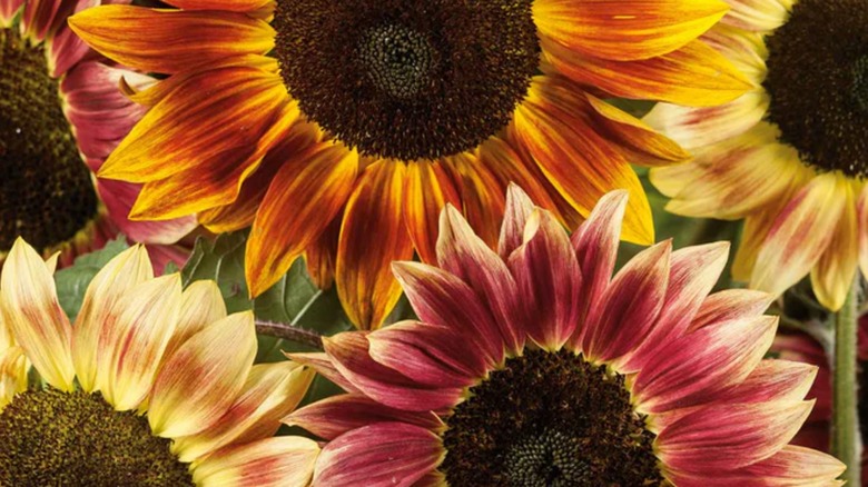 Santa Fe sunset sunflower variety close up
