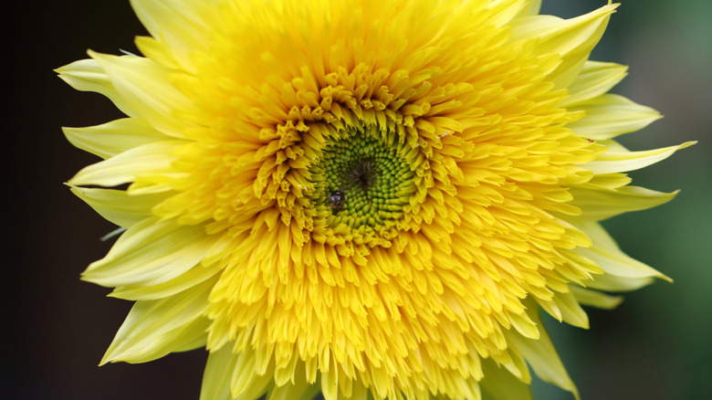 Starburst lemon aura sunflower