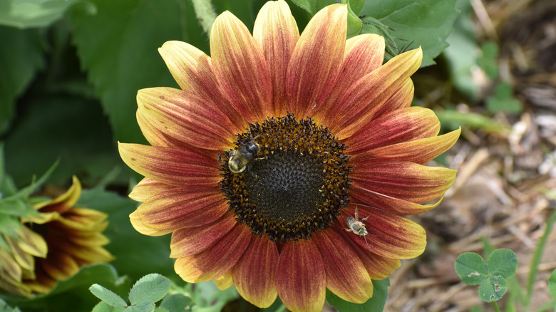 Strawberry blonde sunflower up close