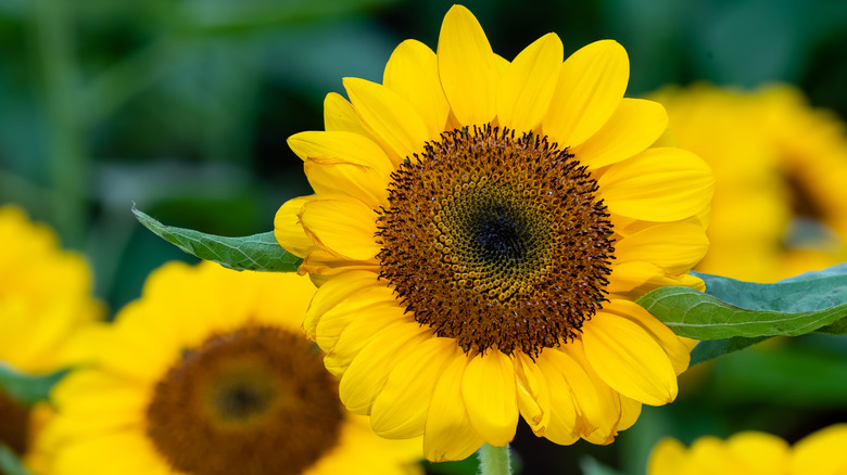 Sunbright sunflower in bloom