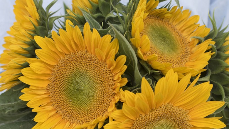 Sunrich gold sunflowers bunched together
