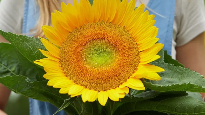 Single Van Gogh sunflower