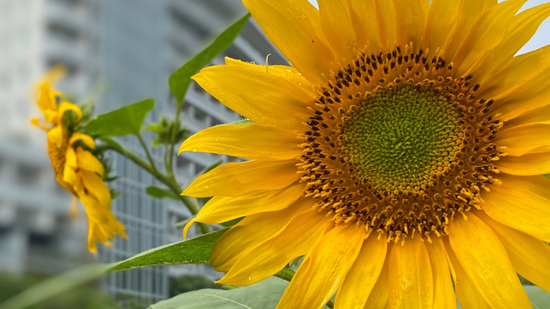 Zebulon sunflower close up in front of buildings