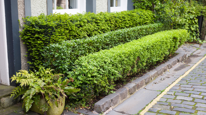Boxwoods tidily trimmed at the front of a house