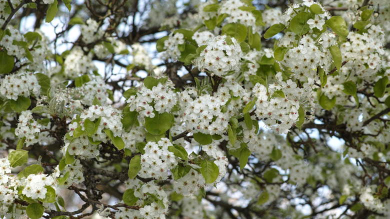 A Callery pear tree in full, smelly bloom