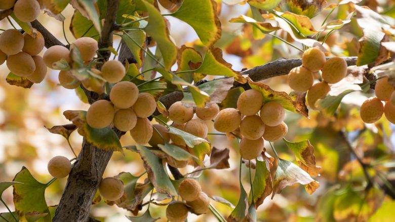 Close-up of a fruit-laden Ginkgo tree