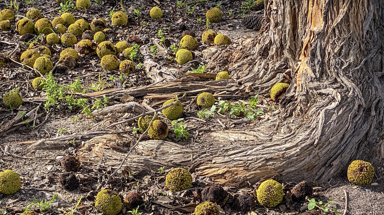 The base of an Osage orange tree, littered with fallen fruit