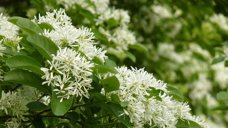 Close-up shot of delicate white flowers on a Chinese fringe tree