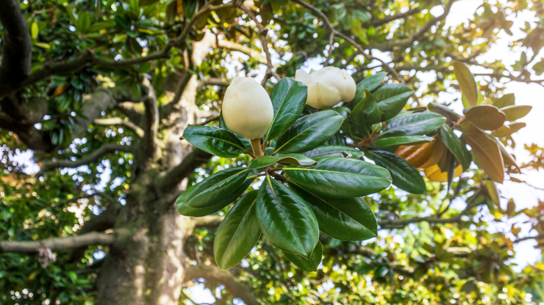 A southern magnolia tree with white flowers coming into bloom