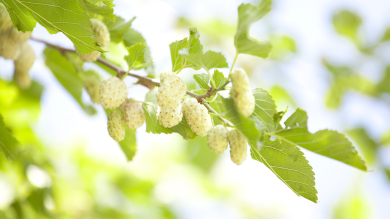 White mulberries growing on a tree branch