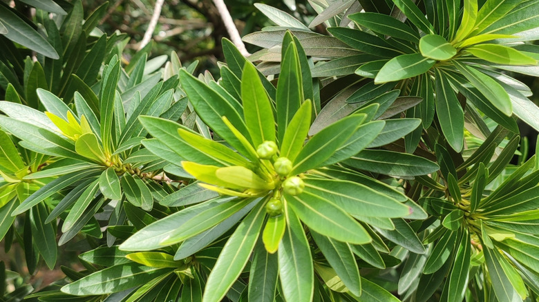 Zoomed-in shot of a Pacific wax myrtle plant