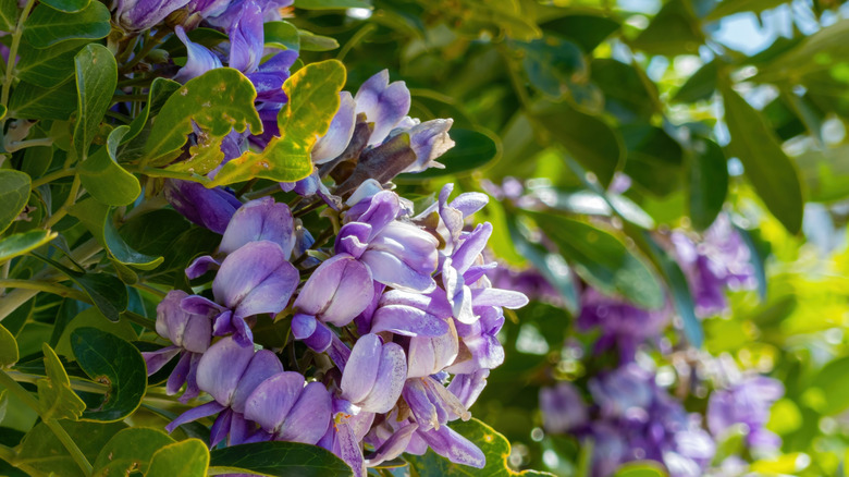 Close-up of a purple Texas mountain laurel flower