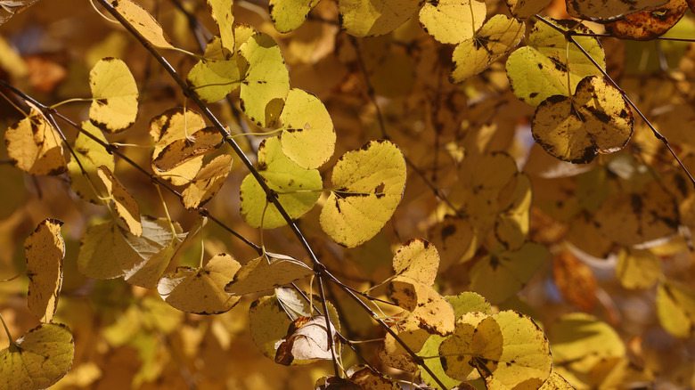The golden-yellow leaves of a Katsura tree, soaked in autumn sunshine