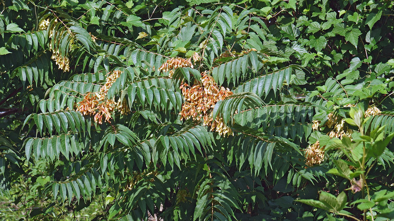 A tree of heaven