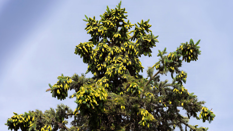 A white spruce tree with a blue-sky background