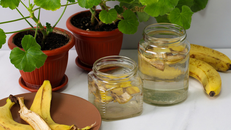 Banana peel tea next to a house plant