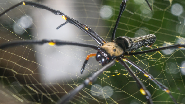 Golden silk orb weaver on web