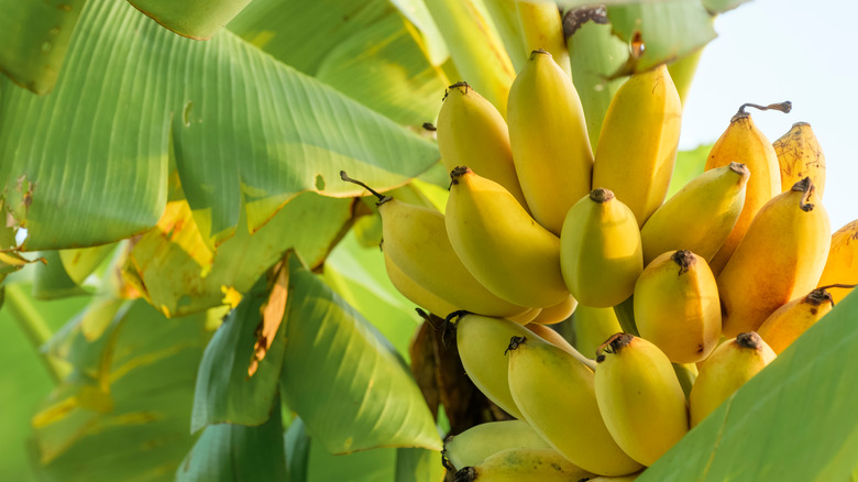 banana tree with banana