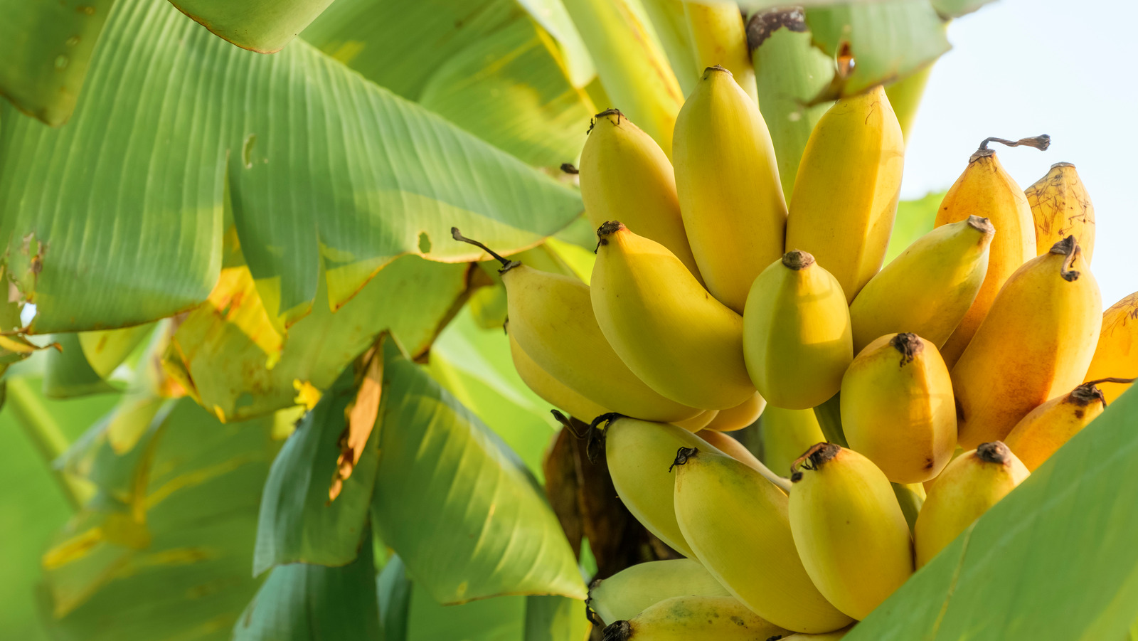 Banana Tree Everything You Should Know Before Planting