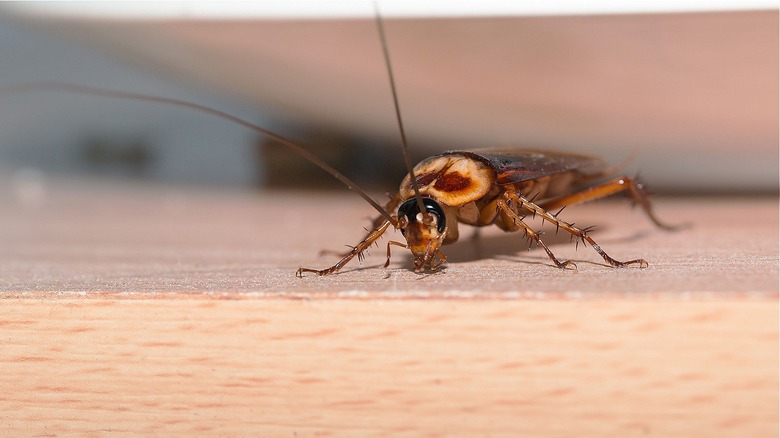 cockroach on wooden countertop