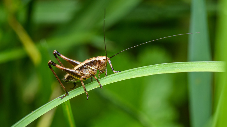 Two crickets eating an apple