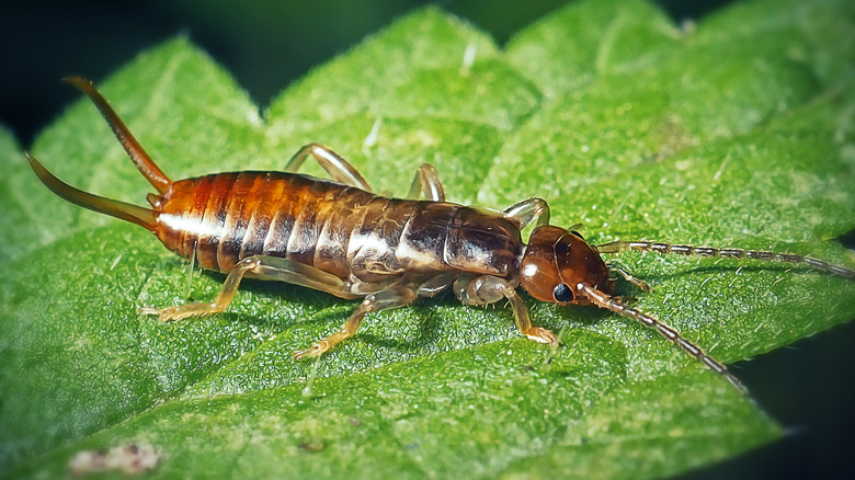 Earwig on a leaf