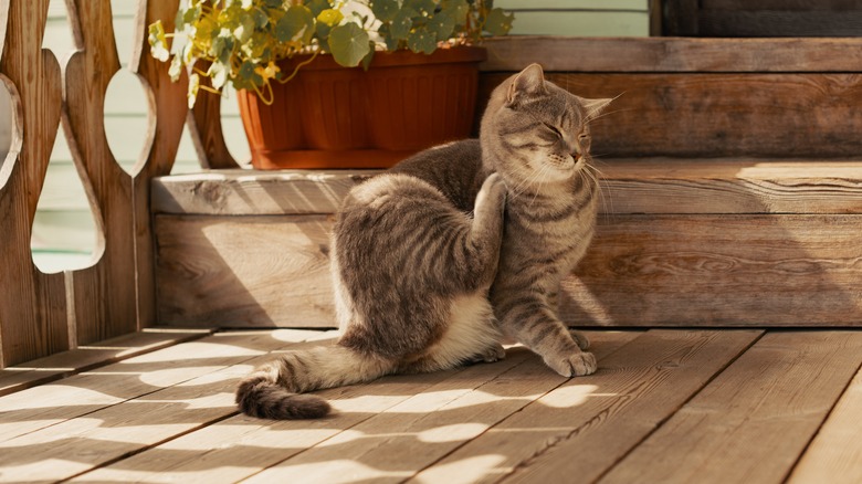 House cat scratches fleas