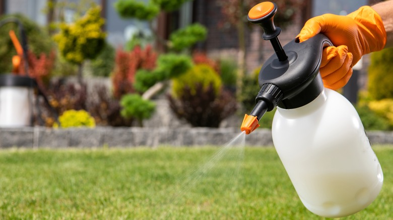 person spraying lawn with pesticide