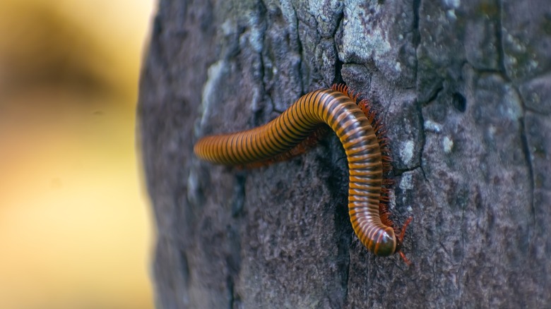 Millipede on tree trunk 