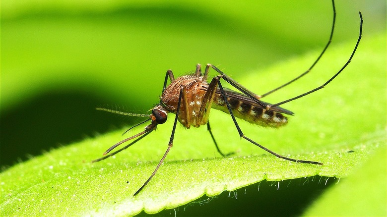 Mosquito on a leaf 
