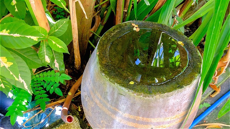 Jar with water attracting mosquitoes