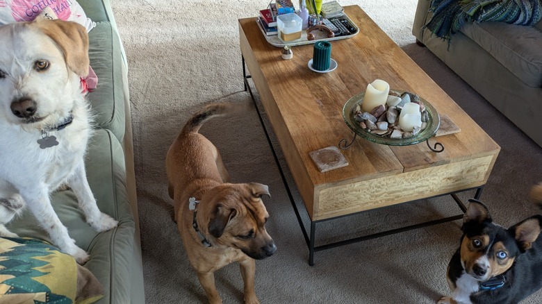 Three dogs of different breeds and sizes take over a living room.