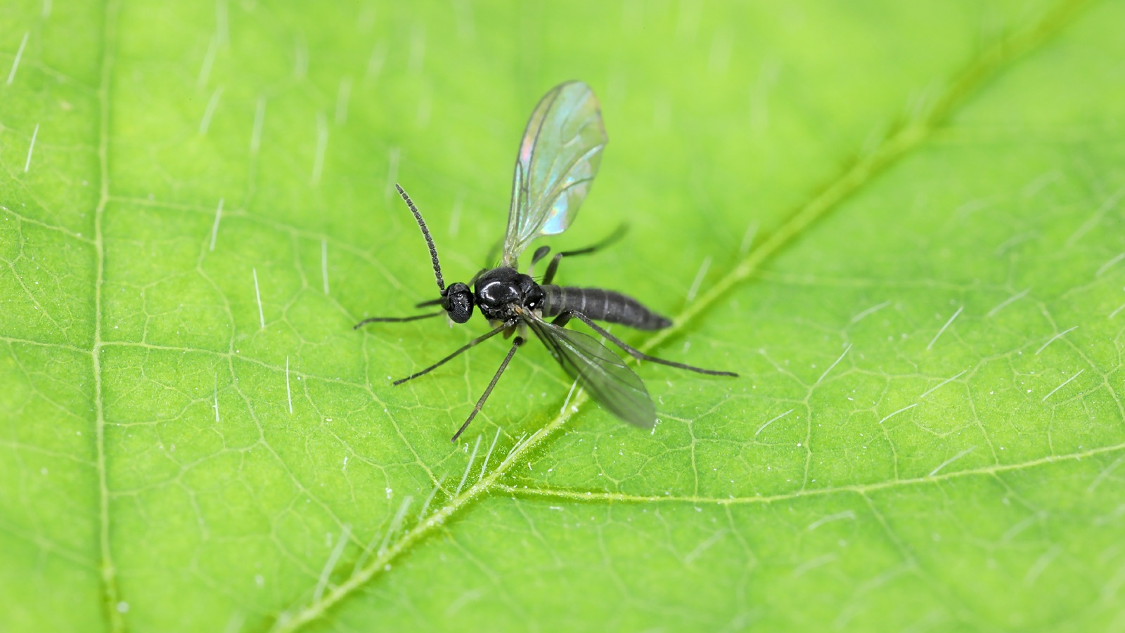 Can You Banish Pesky Gnats From Houseplants Using Castile Soap?