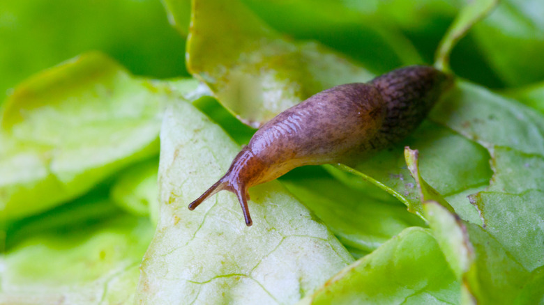 slug resting on a leaf