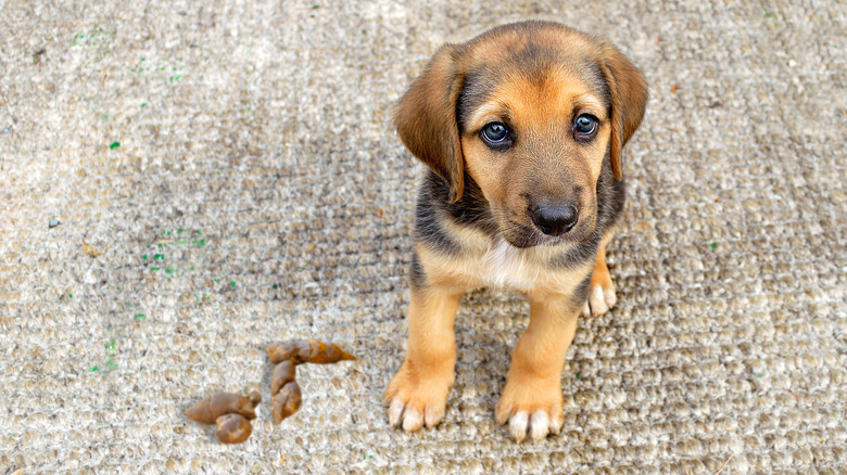 Dog and poop on carpet