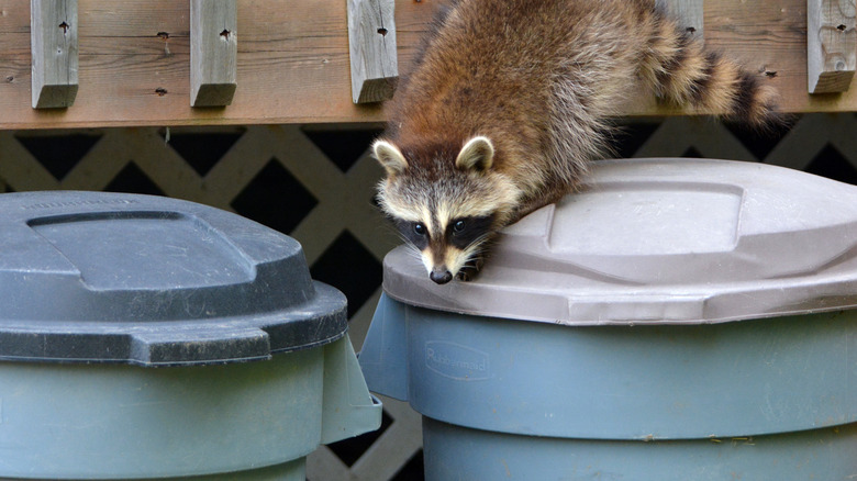 Raccoon on trash can