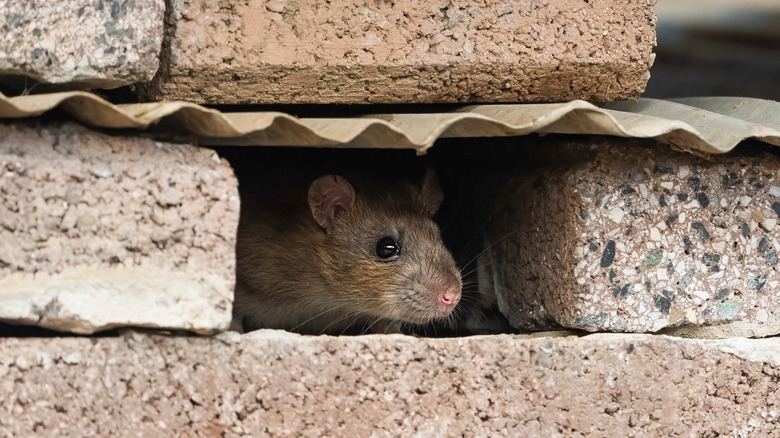 Rat in a wall