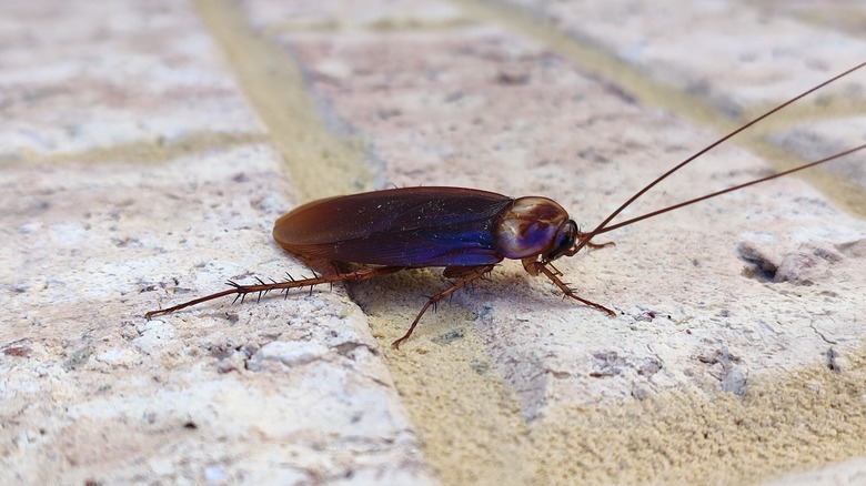 Cockroach on floor