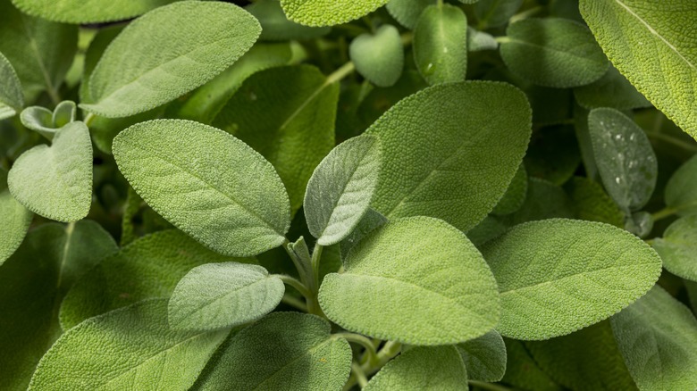 close up of sage