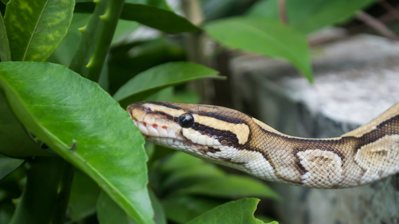snake in yard