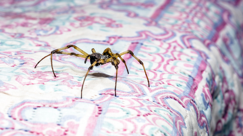 Spider on pink bedding