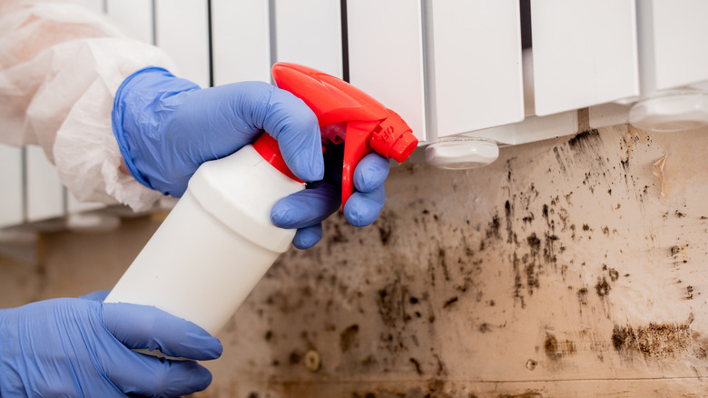 Person cleaning up wall mold 
