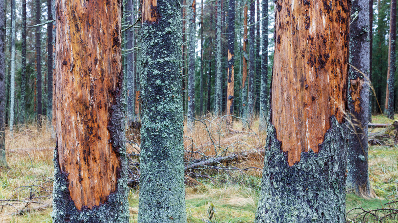 Pine trees with bark stripped away by beetles in a forest.
