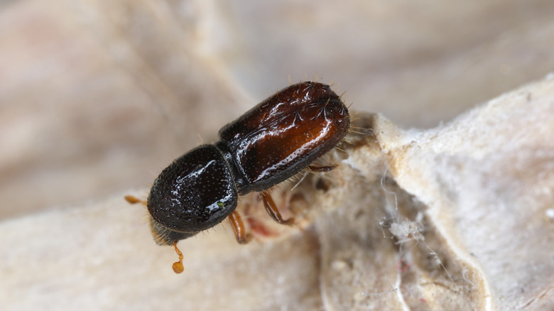 Small, dark brown beetle with short antenna.