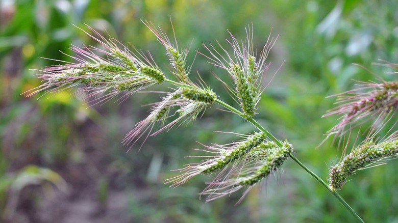 barnyardgrass seed heads