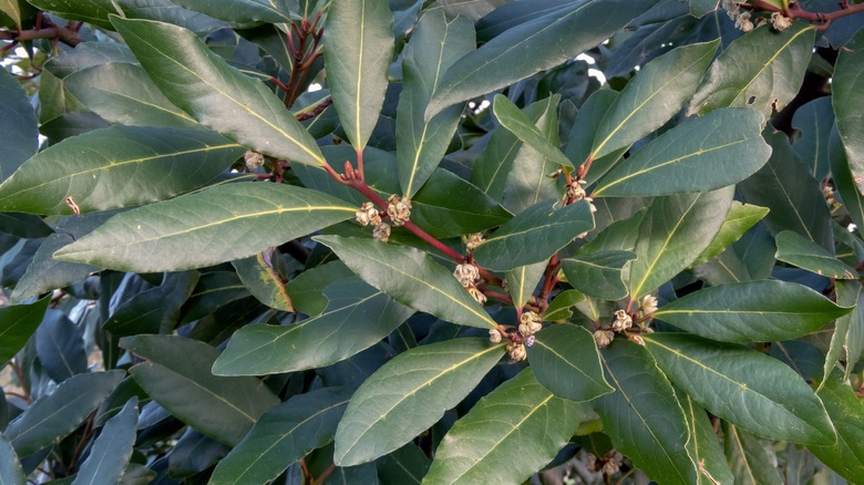 close up of bay leaf plant