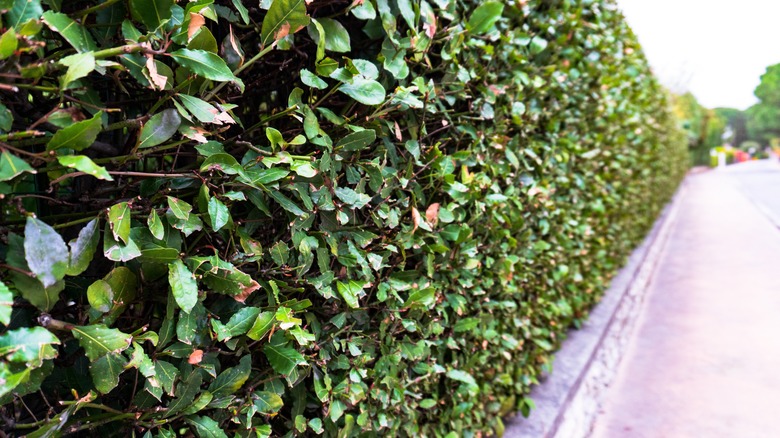 bay leaf hedge