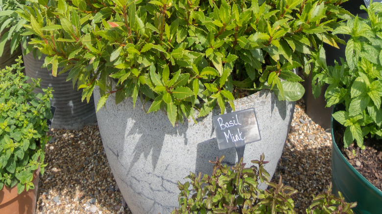 bay leaf plant growing in a container next to basil and mint