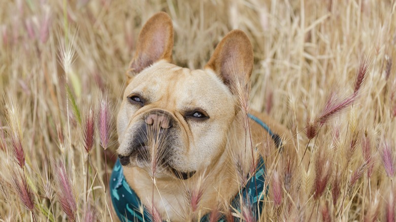 dog sitting in foxtail field