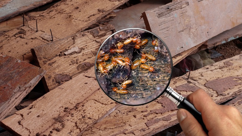 termites under magnifying glass